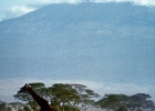 Africa (7)  Giraffe and Mt. Kilimanjaro